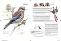 What It's Like to Be a Bird: From Flying to Nesting, Eating to Singing--What Birds Are Doing, and Why (Sibley Guides)