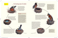 What It's Like to Be a Bird: From Flying to Nesting, Eating to Singing--What Birds Are Doing, and Why (Sibley Guides)