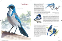 What It's Like to Be a Bird: From Flying to Nesting, Eating to Singing--What Birds Are Doing, and Why (Sibley Guides)