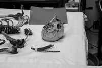 The Land of Open Graves