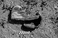 The Land of Open Graves