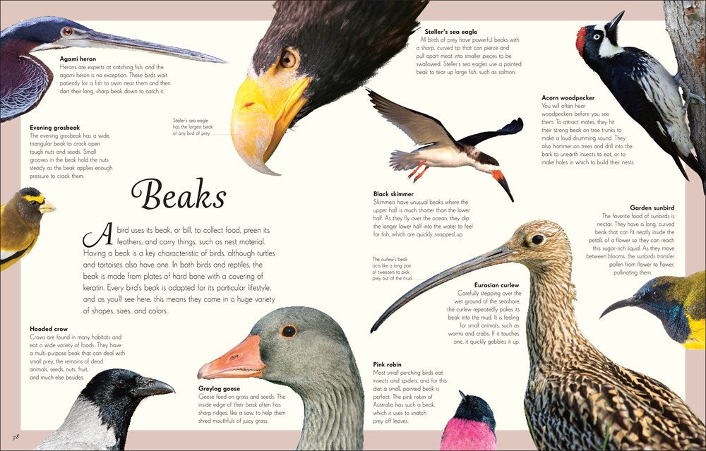 An Anthology of Exquisite Birds (DK Children's Anthologies)