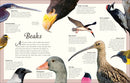 An Anthology of Exquisite Birds (DK Children's Anthologies)
