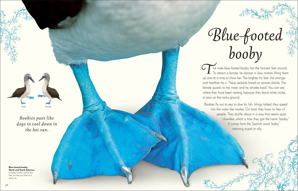 An Anthology of Exquisite Birds (DK Children's Anthologies)
