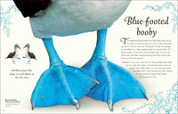 An Anthology of Exquisite Birds (DK Children's Anthologies)