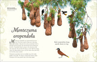An Anthology of Exquisite Birds (DK Children's Anthologies)