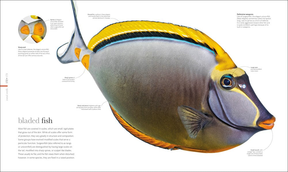 Oceanology: The Secrets of the Sea Revealed (DK Secret World Encyclopedias)