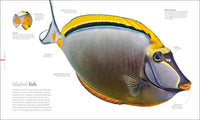 Oceanology: The Secrets of the Sea Revealed (DK Secret World Encyclopedias)