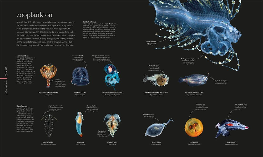 Oceanology: The Secrets of the Sea Revealed (DK Secret World Encyclopedias)