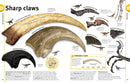 Our World in Pictures The Dinosaur Book