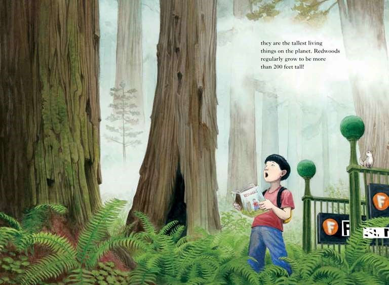 Redwoods