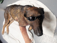 No Ordinary Dog: My Partner from the SEAL Teams to the Bin Laden Raid
