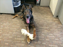 No Ordinary Dog: My Partner from the SEAL Teams to the Bin Laden Raid