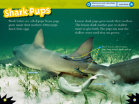 National Geographic Readers: Sharks! (Science Reader Level 2)