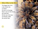 DK Readers L2: Amazing Bees