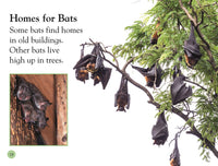 DK Readers L1: All About Bats