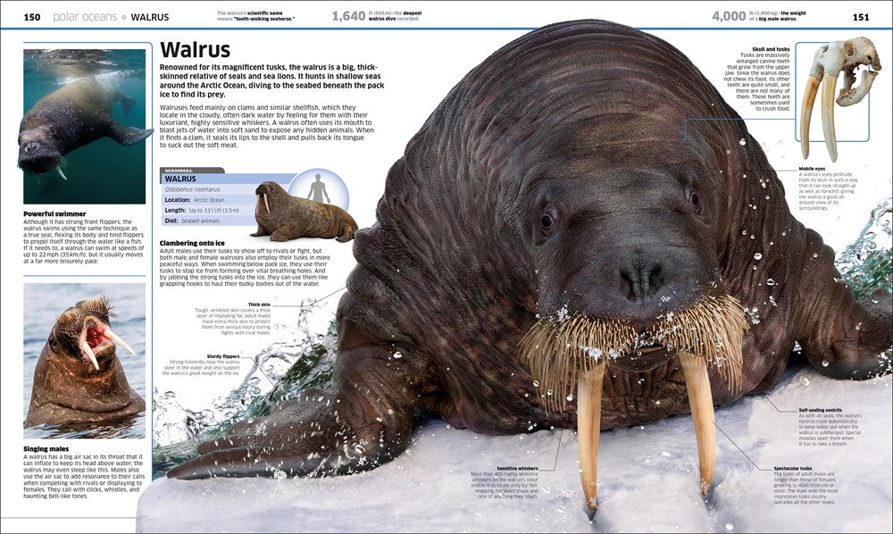Knowledge Encyclopedia Ocean!