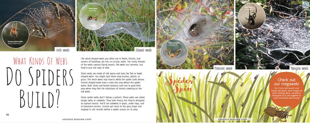 Scurry! The Truth About Spiders