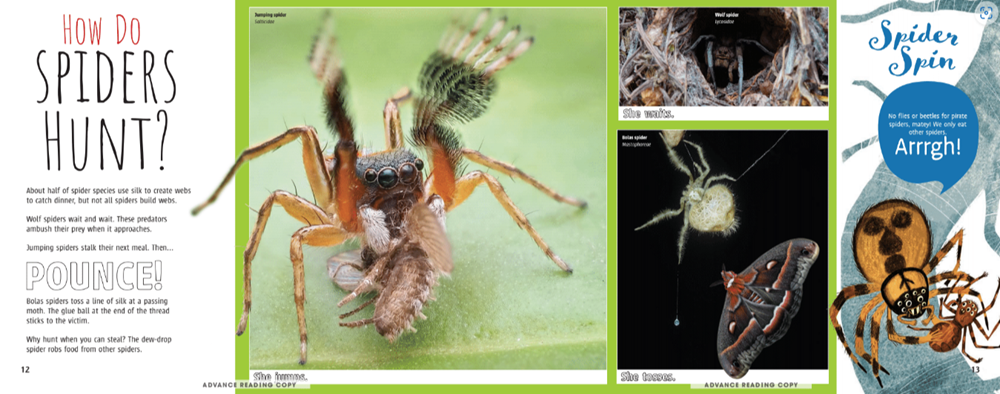 Scurry! The Truth About Spiders