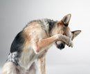 The Big Book of Tricks for the Best Dog Ever: A Step-by-Step Guide to 118 Amazing Tricks and Stunts