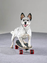 The Big Book of Tricks for the Best Dog Ever: A Step-by-Step Guide to 118 Amazing Tricks and Stunts