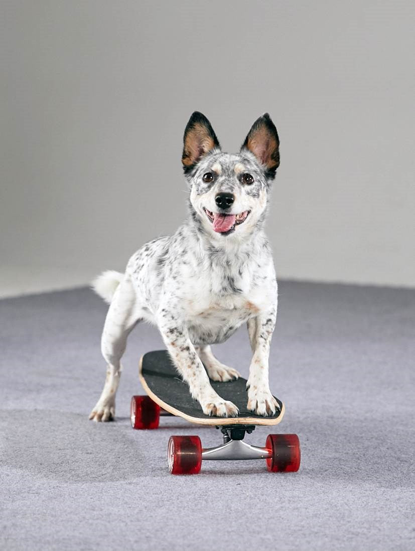 The Big Book of Tricks for the Best Dog Ever: A Step-by-Step Guide to 118 Amazing Tricks and Stunts