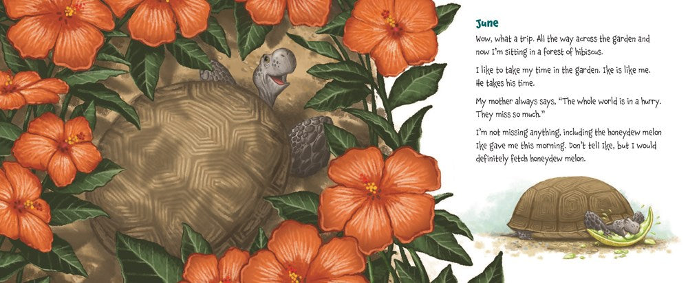 Memoirs of a Tortoise