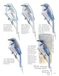 The Laws Guide to Nature Drawing and Journaling