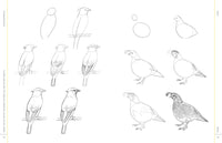 Draw Like an Artist: 100 Birds, Butterflies, and Other Insects