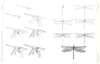 Draw Like an Artist: 100 Birds, Butterflies, and Other Insects