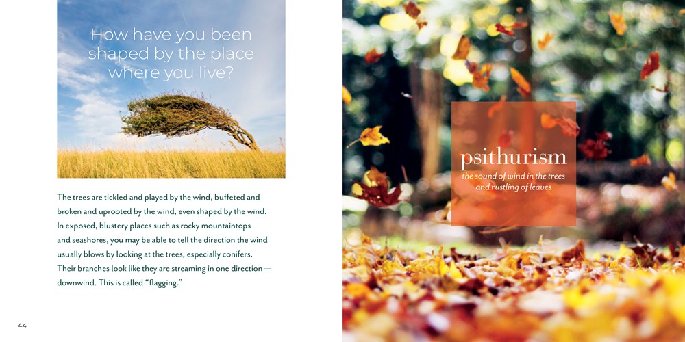 Forest Bathing Retreat