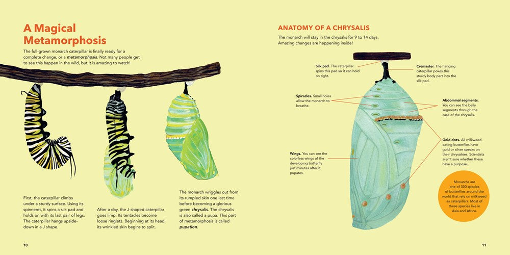 Monarch Butterflies