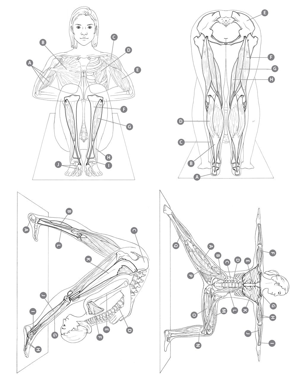 Yoga Anatomy Coloring Book: A Visual Guide to Form, Function, and Movement - An Educational Anatomy Coloring Book for Medical Students, Yoga Enthusiasts, Teachers & Adults (Volume 1)