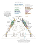 Yoga Anatomy Coloring Book: A Visual Guide to Form, Function, and Movement - An Educational Anatomy Coloring Book for Medical Students, Yoga Enthusiasts, Teachers & Adults (Volume 1)