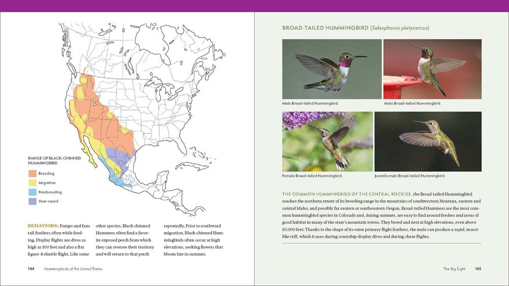 The Hummingbird Handbook: Everything You Need to Know about These Fascinating Birds