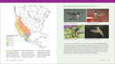 The Hummingbird Handbook: Everything You Need to Know about These Fascinating Birds
