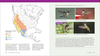 The Hummingbird Handbook: Everything You Need to Know about These Fascinating Birds