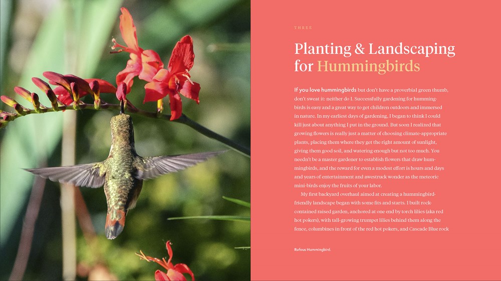 The Hummingbird Handbook: Everything You Need to Know about These Fascinating Birds