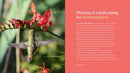 The Hummingbird Handbook: Everything You Need to Know about These Fascinating Birds