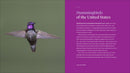 The Hummingbird Handbook: Everything You Need to Know about These Fascinating Birds