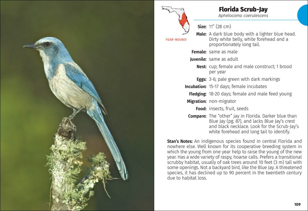 Birds of Florida Field Guide (Bird Identification Guides)
