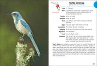 Birds of Florida Field Guide (Bird Identification Guides)
