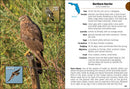 Birds of Florida Field Guide (Bird Identification Guides)