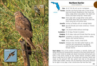 Birds of Florida Field Guide (Bird Identification Guides)