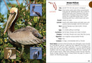 Birds of Florida Field Guide (Bird Identification Guides)