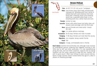 Birds of Florida Field Guide (Bird Identification Guides)