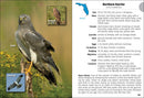 Birds of Florida Field Guide (Bird Identification Guides)