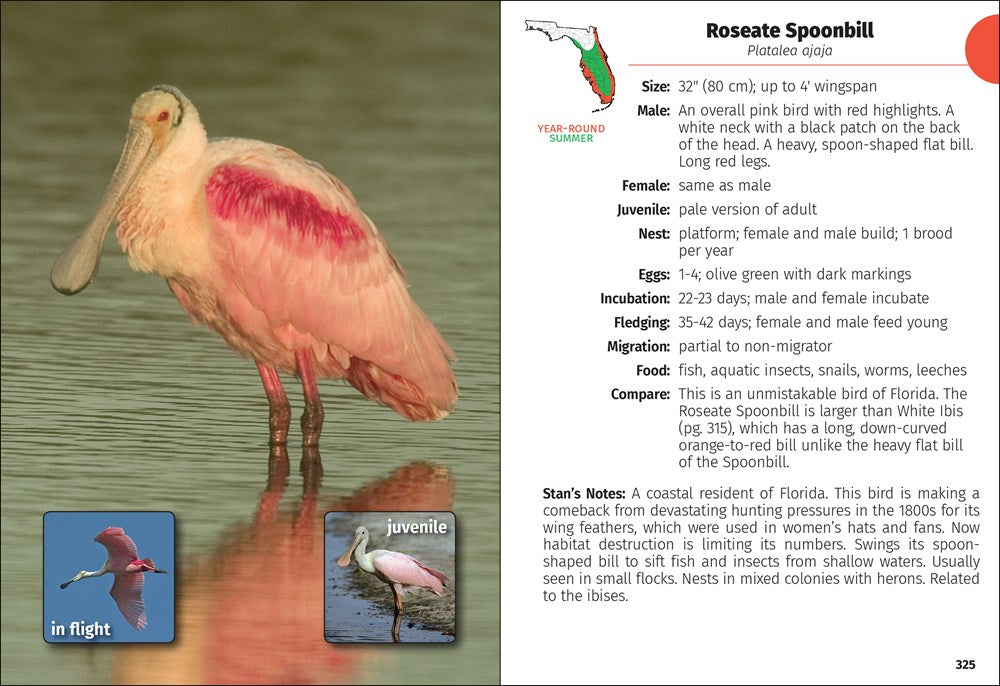 Birds of Florida Field Guide (Bird Identification Guides)