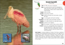 Birds of Florida Field Guide (Bird Identification Guides)