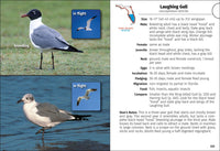 Birds of Florida Field Guide (Bird Identification Guides)